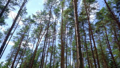 纤细的松树直树干森林苗条的高松树成长木